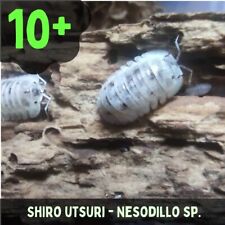 Shiro utsuri isopods. for sale  BRISTOL
