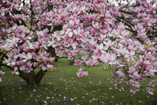 Magnolia grandiflora magnolia usato  Torino
