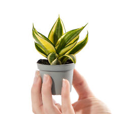 Baby snake plant for sale  UK