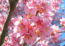 Okame flowering cherry for sale  McMinnville