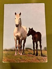 Postkarte pferd weiße gebraucht kaufen  Köln