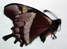 PAPILIO WARSCEWICZII MERCEDES - unmounted butterfly for sale  Shipping to South Africa