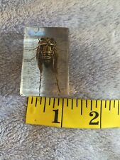 Real insect cicada for sale  Colorado Springs