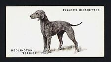 Bedlington terrier players for sale  Shipping to Ireland