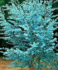Eucalyptus baby blue d'occasion  Villemandeur