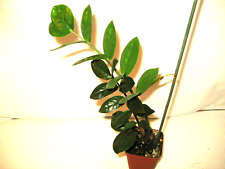 zz plant for sale  Reva