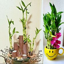 6 plantas enraizadas con tallos de bambú de la suerte - 4", 6", 8" Feng Shui, REGALO, envío gratuito segunda mano  Embacar hacia Argentina