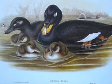 Vintage Estampa de Birdlife OIDEMIA FUSCA Veludo Scoter Duck - J.Gould & H.C. Richter comprar usado  Enviando para Brazil