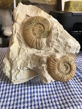 Ammoniten matrix gebraucht kaufen  Alsdorf