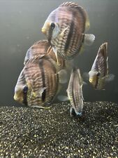 Wild heckle discus for sale  Salt Lake City