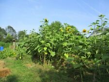 Tournesol lyngs california d'occasion  Genillé