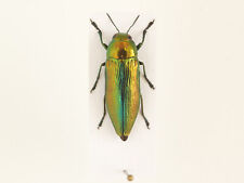 Eurythyrea aurata, Buprestidae raro, Bulgária, Coleoptera comprar usado  Enviando para Brazil