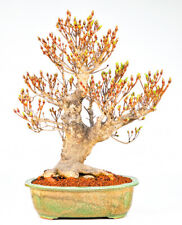 Bonsai bonsai enkianthus gebraucht kaufen  Berlin