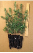 White spruce tree for sale  Suffern
