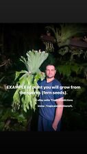 SPORE Staghorn Fern Platycerium wandae ESPORE EE. UU. ¡Cultivado y enviado! ¡ENORMES especies! segunda mano  Embacar hacia Argentina