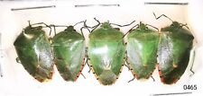 Hemiptera Pentatomidae sp 14-16mm A1 or A- Pack of 5 pcs FRENCH GUIANA - #0465 for sale  Shipping to South Africa