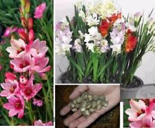 Winterharte zwerg gladiolen gebraucht kaufen  Kaiserslautern