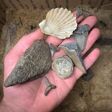 Fossil dig kit for sale  Battleboro