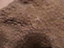 Large favosite honeycomb for sale  Yuba City