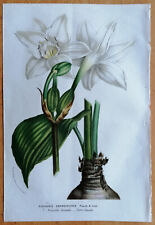 Van Houtte Flore de Serres Original Print Amaryllis Eucharis grandiflora - 1850 for sale  Shipping to South Africa