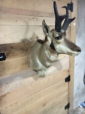 Pronghorn antelope shoulder for sale  Brackney