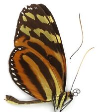heliconius for sale  Shipping to South Africa