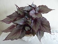 Rooted cutting. begonia for sale  WILMSLOW