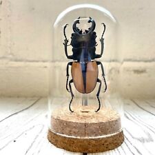 Orange stag beetle for sale  Shipping to Ireland
