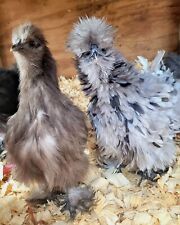 Fertile silkie eggs for sale  Jacksonville