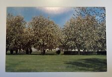 Vintage postcard trees for sale  Johnstown