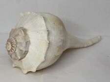 Florida Fossil Gastropod Busycon tudiculatum BIG. 11 1/4” Pliocene Age Shell  A for sale  Shipping to South Africa