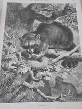 1887 engraving ratons d'occasion  Expédié en Belgium