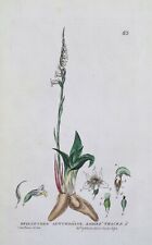 SPIRANTHES SPIRALIS Baxter Antique Engraved Vintage Botanical Orchid Print 1833, used for sale  Shipping to South Africa