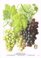Grape vine black for sale  DEREHAM