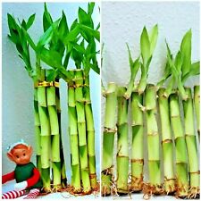 plants bamboo lucky for sale  Houston
