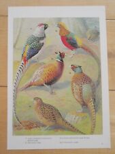 Types pheasant old for sale  NORWICH