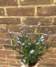 Forget plants myosotis for sale  TENTERDEN