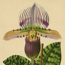 Decoration Orchid Cypripedium Linden Stroobant Lithography Original Xixth, used for sale  Shipping to South Africa