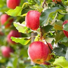 Jabłoń Rawena Drzewo owocowe Jabłko 80cm / 140cm na sprzedaż  PL