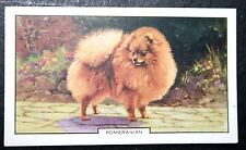 POMERANIAN  Toy Dog Breed   Vintage 1930's Illustrated Card  CD26MS, used for sale  Shipping to South Africa
