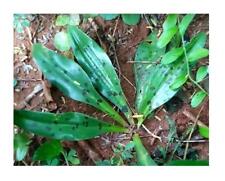 10x Ledebouria revoluta Indian Squill Jangali P. Garden Plants - Seeds B1697, used for sale  Shipping to South Africa