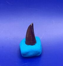 t rex tooth for sale  Nebo