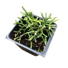 Mistletoe cactus 2.5 for sale  Weston