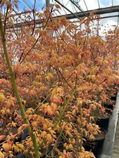 Acer palmatum katsura for sale  SOUTHAMPTON