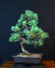 BONSAI ragazza Pino Pinus parviflora Outdoor Giappone Importazione Pino usato  Spedire a Italy