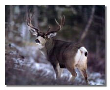 Large buck deer for sale  Springdale