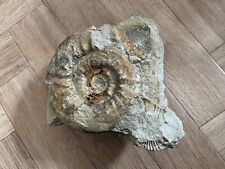 Ammonit versteinerung fossil gebraucht kaufen  Harrislee
