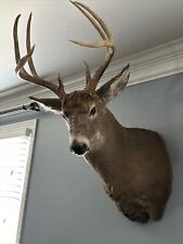Deer mount taxidermy for sale  Nashville