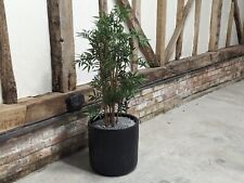 Artificial bamboo tree for sale  ST. LEONARDS-ON-SEA