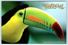 Keel billed toucan for sale  Foresthill